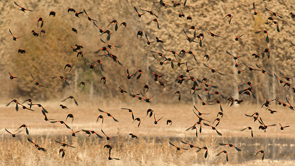 Red-winged Blackbirds at Bosque del Apache NWR