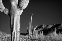 Saguaro National Park
