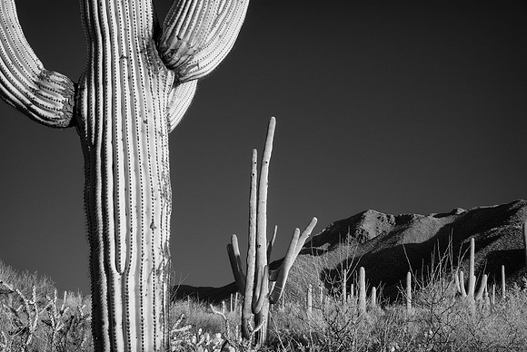 Saguaro National Park