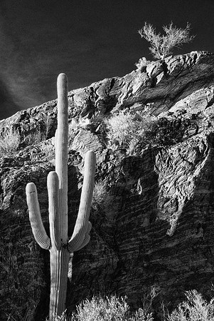 Saguaro National Park