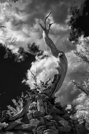 Ancient Bristlecone Pine, Inyo National Forest, California