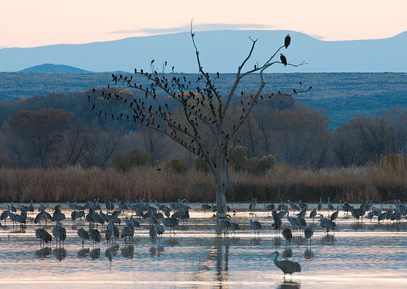 Bald Eagles, Blackbirds, and Sandhill Cranes at Bosque del Apach
