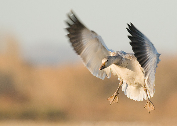 Snow Goose Landing at Bosque del Apache NWR