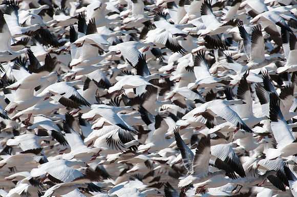 Snow Goose Blastoff
