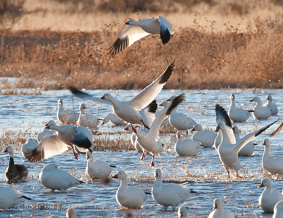 Snow Geese Taking Flight at Bosque del Apache NWR