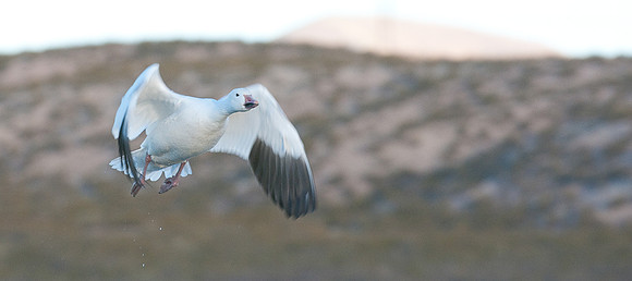 Snow Goose Taking Off