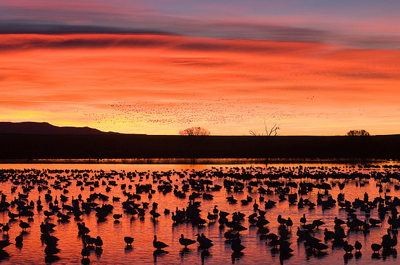 Dawn at Bosque