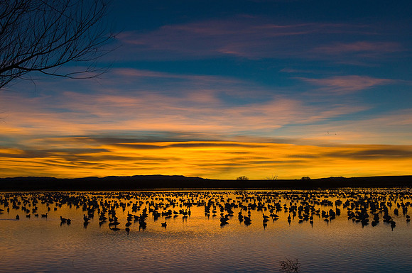 Dawn at Bosque del Apache NWR