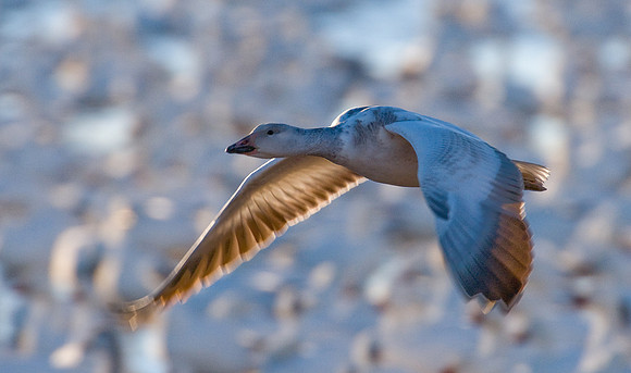 Juvenile Snow Goose at Bosque del Apache NWR