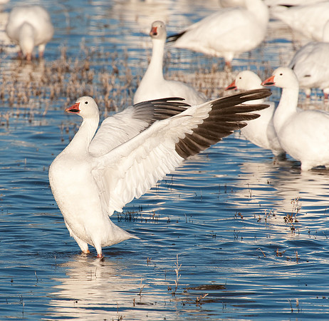 Snow Goose at Bosque del Apache NWR