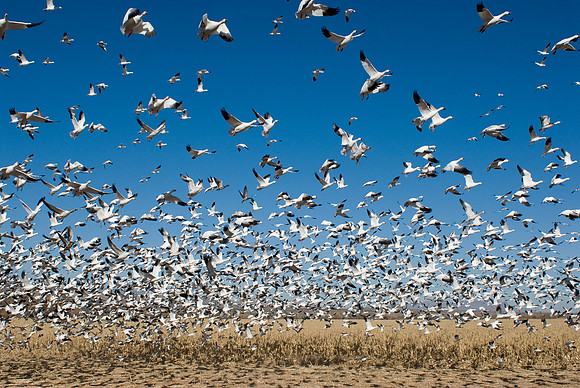 Snow Geese Blasting Off From Corn Field