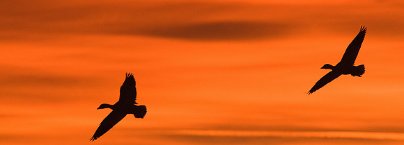 Snow Geese at Dawn