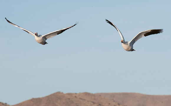Snow Geese in flight at Bosque del Apache NWR
