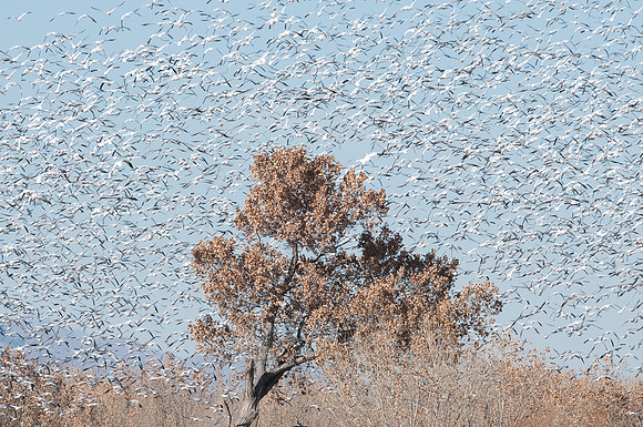 Snow Geese Swarming Around a Tree