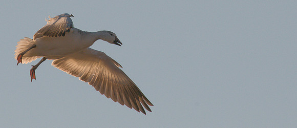 Snow Goose