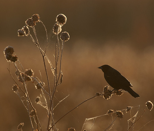 Backlit Bird at Bosque del Apache NWR