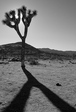 Joshua Tree National Park