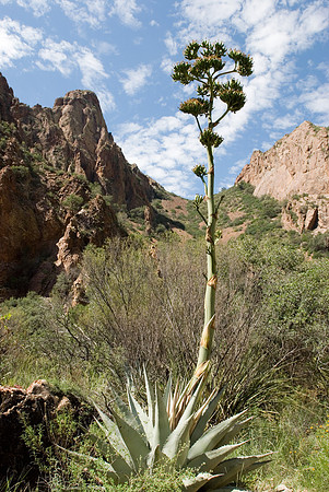 Agave Havadiana in Chisos Basin